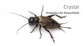  Presentation with cricket - Slide set enhanced with female-field-cricket-isolated background and a white colored foreground