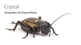  Presentation with cricket - PPT theme featuring female-field-cricket-isolated background and a white colored foreground