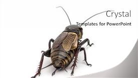  Presentation with cricket - PPT layouts with female-field-cricket-isolated background and a white colored foreground