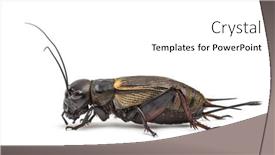  Presentation with cricket - Audience pleasing PPT layouts consisting of female-field-cricket-isolated backdrop and a white colored foreground