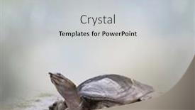  Presentation with florida - Presentation design having female-florida-softshell-turtle-laying background and a light gray colored foreground