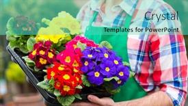  Presentation with nursery - PPT theme consisting of female-florist-or-gardener background and a teal colored foreground