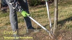  Presentation with tree root - PPT theme featuring female-gardener-using-pruning-shears background and a coral colored foreground