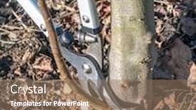  Presentation with tree root - Slides consisting of female-gardener-using-pruning-shears background and a coral colored foreground