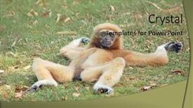  Presentation with gibbon - Beautiful PPT theme featuring female gibbon relaxing backdrop and a  colored foreground