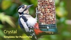  Presentation with peanuts - Slide deck enhanced with female-great-spotted-woodpecker-dendrocopos background and a tawny brown colored foreground