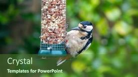  Presentation with green foliage - PPT layouts featuring female-great-spotted-woodpecker-dendrocopos background and a tawny brown colored foreground