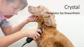  Presentation with haircut - Colorful presentation design enhanced with female groomer haircut cocker spaniel backdrop and a lemonade colored foreground