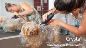  Presentation with haircut - PPT theme having female groomer haircut yorkshire terrier background and a coral colored foreground