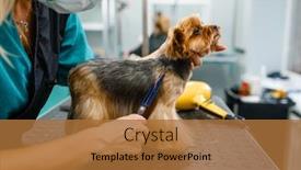  Presentation with hair corporate female - Cool new PPT theme with female-groomer-with-scissors-cuts backdrop and a red colored foreground