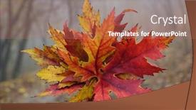  Presentation with maple leaves - Colorful presentation theme enhanced with female hand holding a bouquet of red maple leaves backdrop and a coral colored foreground
