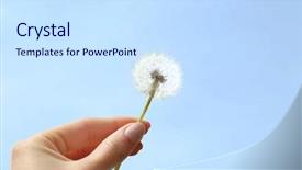  Presentation with hand holding flowers - Amazing slides having female hand holding dandelion backdrop and a sky blue colored foreground