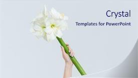  Presentation with lily - Presentation theme enhanced with female hand holding lily isolated background and a sky blue colored foreground