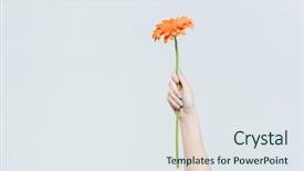  Presentation with hand holding flowers - PPT theme enhanced with female hand holding red gerber background and a sky blue colored foreground
