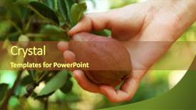  Presentation with pear - PPT layouts featuring female hand picking pear from tree background and a tawny brown colored foreground
