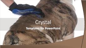  Presentation with english bulldog - Amazing presentation theme having female hand with a grooming glove brushing the back of an english bulldog isolated on white background backdrop and a tawny brown colored foreground