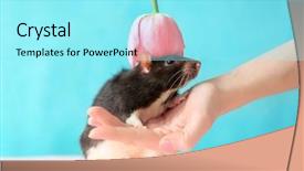  Presentation with rat - Beautiful PPT theme featuring mousq nature - female hand with cute rat backdrop and a arctic colored foreground