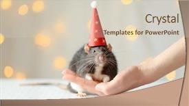  Presentation with rat - Beautiful slides featuring female hand with cute rat backdrop and a soft green colored foreground