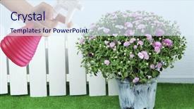  Presentation with sprayer - Amazing PPT theme having female hand with sprayer and flowers on wall background backdrop and a sky blue colored foreground