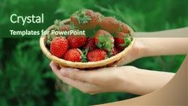  Presentation with strawberries - Slide set consisting of female hands holding wicker basket with fresh strawberries on green blurred background background and a forest green colored foreground