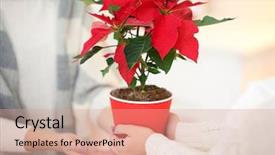  Presentation with flower - PPT theme having female-hands-with-christmas-flower background and a coral colored foreground
