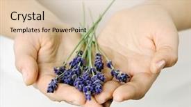  Presentation with lavender - Colorful theme enhanced with female hands with lavender backdrop and a lemonade colored foreground