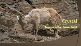  Presentation with female - Colorful PPT theme enhanced with female-himalayan-tahr-hemitragus-jemlahicus backdrop and a violet colored foreground