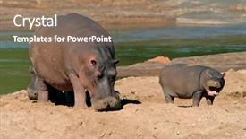  Presentation with south africa - Audience pleasing slides consisting of female hippopotamus hippopotamus amphibius with young calf kruger national park south africa backdrop and a coral colored foreground