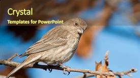  Presentation with oak tree - Theme with female-house-finch-perched background and a tawny brown colored foreground