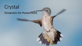  Presentation with in flight - Audience pleasing PPT layouts consisting of 3d illustration new year 2017 colored with country flag backdrop and a light gray colored foreground