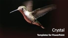  Presentation with female - Cool new slides with female hummingbird backdrop and a wine colored foreground