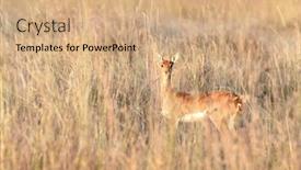  Presentation with predators - Slide deck enhanced with female-impala-aepyceros-melampus-hidden background and a coral colored foreground