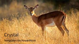  Presentation with south africa - Colorful PPT layouts enhanced with female impala antelope aepyceros melampus in early morning light south africa backdrop and a yellow colored foreground