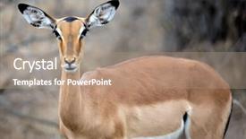  Presentation with kruger - PPT theme enhanced with female impala in the kruger park south africa background and a coral colored foreground