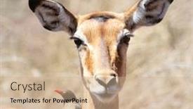  Presentation with relationship - Cool new slides with female-impala-with-oxpecker backdrop and a coral colored foreground