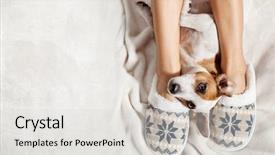  Presentation with slipper - Slide deck featuring female in slippers with dog background and a light gray colored foreground