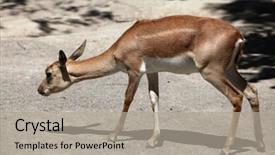  Presentation with indian - Slide deck consisting of female indian blackbuck antilope cervicapra wild life animal background and a light gray colored foreground