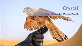  Presentation with trainer - Beautiful presentation theme featuring female-kestrel-on-a-trainer backdrop and a sky blue colored foreground