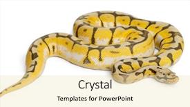  Presentation with python - Beautiful PPT theme featuring female killerbee royal python ball backdrop and a blonde colored foreground