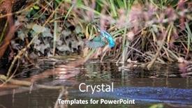  Presentation with river kingfisher - Audience pleasing slide deck consisting of female-kingfisher-alcedo-atthis-emerges backdrop and a tawny brown colored foreground