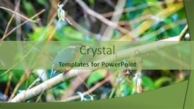  Presentation with alcedo - Colorful slide deck enhanced with female-kingfisher-alcedo-atthis backdrop and a mint green colored foreground