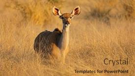  Presentation with kruger - Slide set enhanced with female kudu antelope tragelaphus strepsiceros kruger national park south africa background and a gold colored foreground