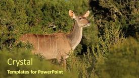  Presentation with south africa - Colorful theme enhanced with female-kudu-antelope-tragelaphus-strepsiceros backdrop and a tawny brown colored foreground
