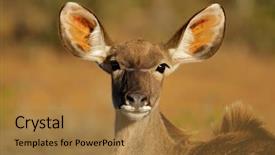  Presentation with south africa - Cool new PPT theme with female kudu antelope tragelaphus strepsiceros south africa backdrop and a coral colored foreground