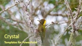  Presentation with south asia - Colorful PPT theme enhanced with female lesser yellownape woodpecker green backdrop and a tawny brown colored foreground