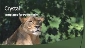  Presentation with lion - Slides having closeup portrait lioness - female lion background and a tawny brown colored foreground