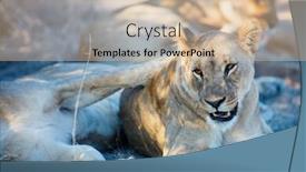  Presentation with lions - Colorful PPT theme enhanced with female-lions-in-national-reserve backdrop and a soft green colored foreground