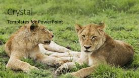  Presentation with lions - Beautiful slide set featuring female lions panthera leo lying on grass backdrop and a yellow colored foreground