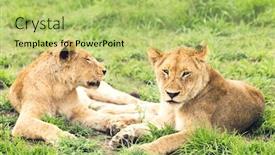  Presentation with lions - Amazing presentation having female lions panthera leo lying on grass backdrop and a yellow colored foreground