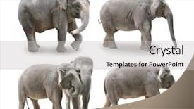  Presentation with elephants - Presentation theme featuring female male - elephants in white background background and a light gray colored foreground